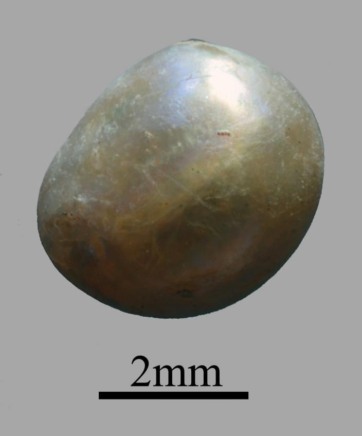Close up image of a pearl
